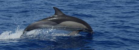 delfino 1