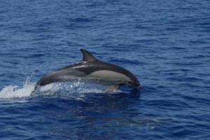 RARA SPECIE DELFINO AVVISTATA NEL MARE DEL NORD SARDEGNA