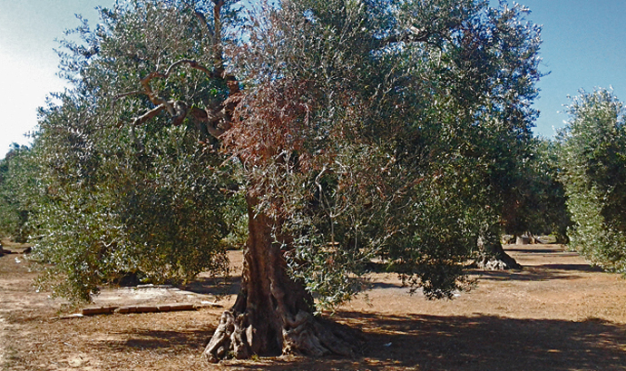 ulivo salento