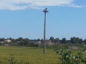 Cicogna bianca nidifica su traliccio in Parco Gargano