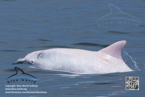 delfino bianco avvistato adriatico 1