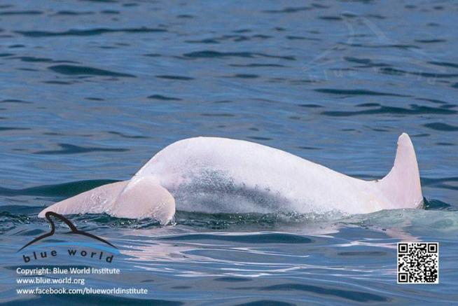 delfino bianco avvistato adriatico