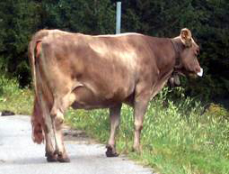 mucca per strada 1