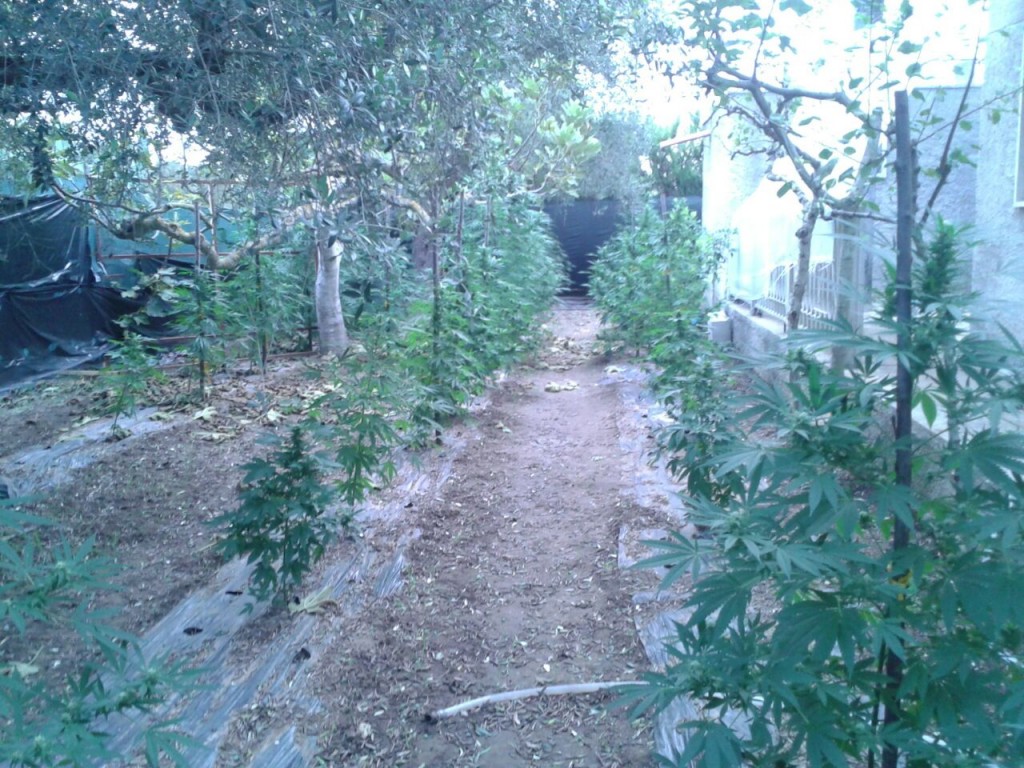 foto piantagione marijuana 2