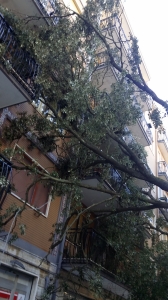 albero in casa 2