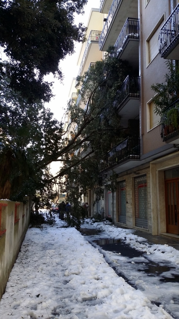 albero via petrarca