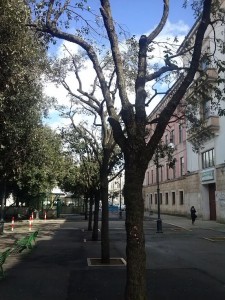 alberi marconi