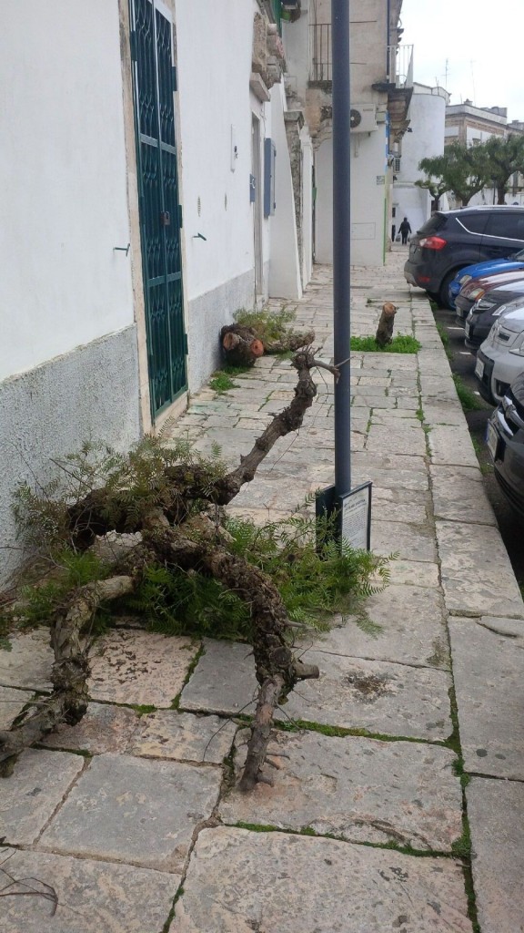 alberi tagliati martina franca