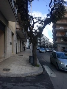 alberi via fighera