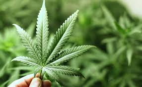 cannabis terapeutica