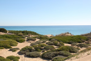 Dune di Campomarino di Maruggio - Credits Gianfranco Cipriani