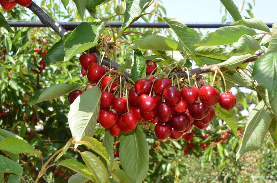Puglia: al via la raccolta delle ciliegie Iniziativa stamani a Conversano