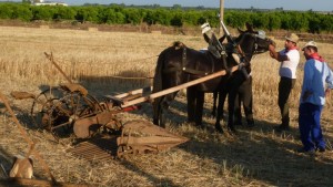 festa del grano castellaneta