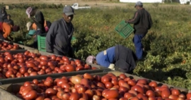 pomodori salento