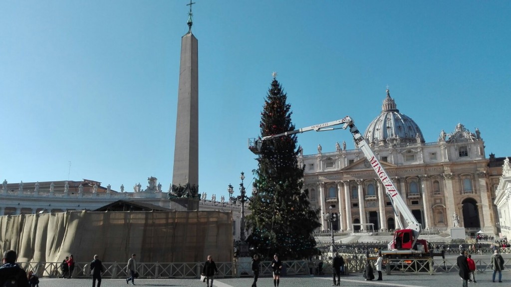 albero di natale in allestimento piazza san pietro