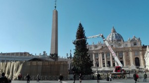 albero di natale in allestimento piazza san pietro