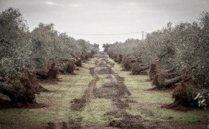 torchiarolo ulivi sradicati 1