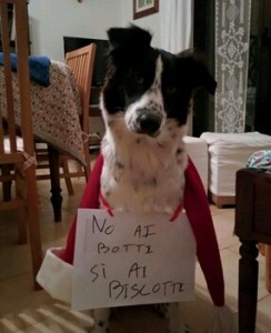 foggia cane botti