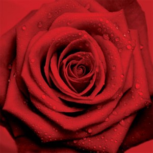rosa-rossa