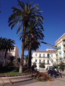 taranto palme