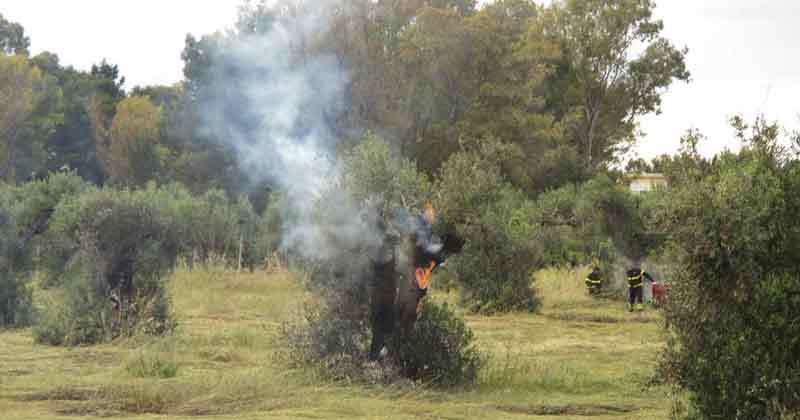 incendio ulivi