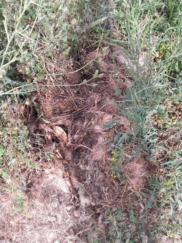 carcassa cane morto ortolini