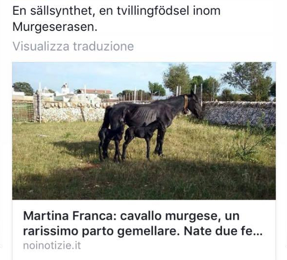 cavallo murgese svezia 1