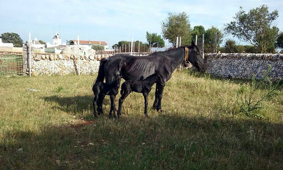 martina franca parto gemellare cavalla