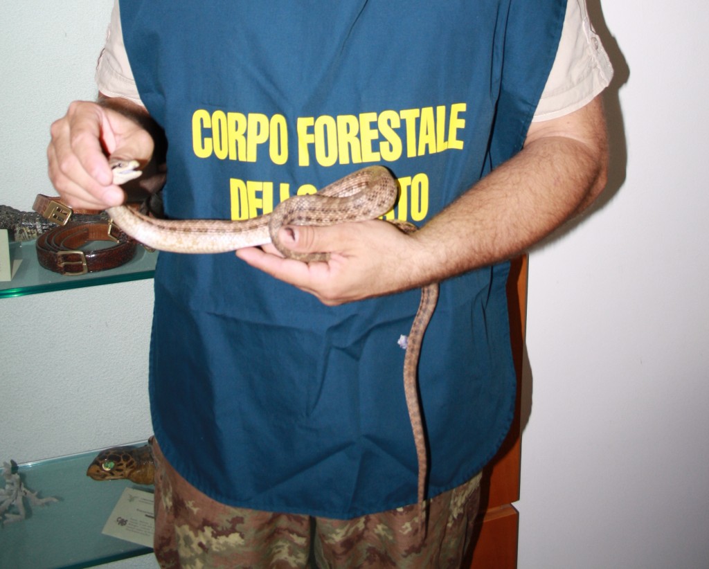 policlinico bari serpente