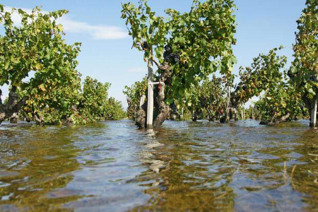 Vigneti allagati sud di Brindisi