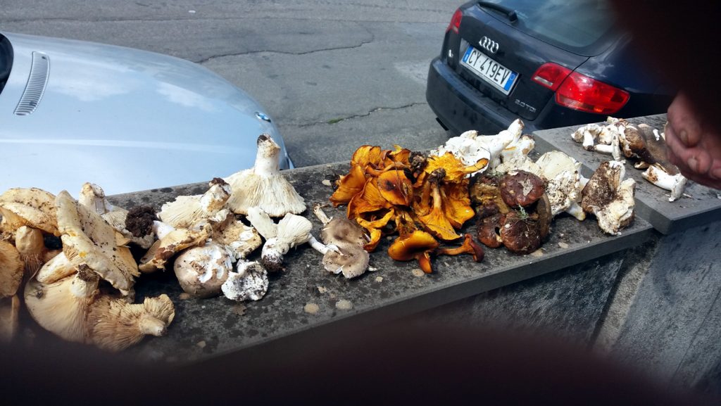 funghi velenosi 1