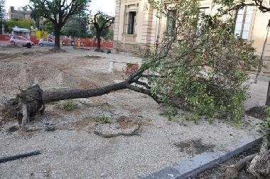 lecce albero abbattuto