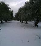 bitonto neve