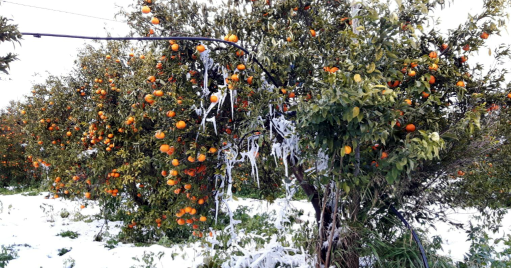 neve puglia campagna 7 gnnaio 2017