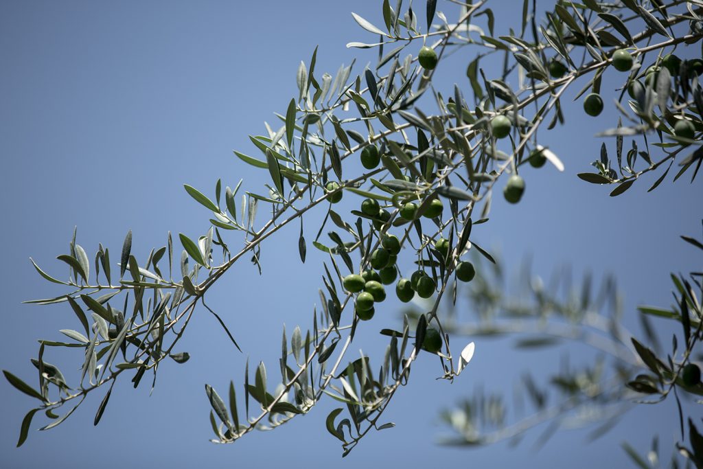 olio