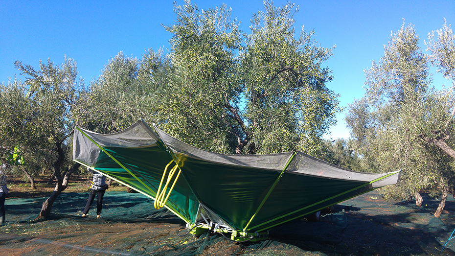 Pantaleo foto raccolta olive2