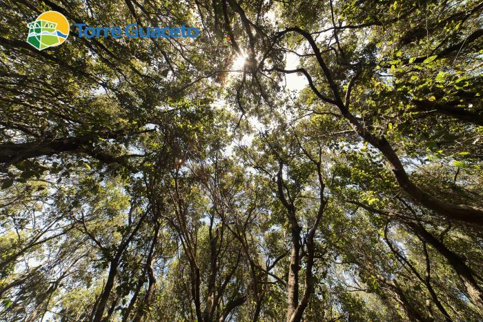 torre guaceto foresta