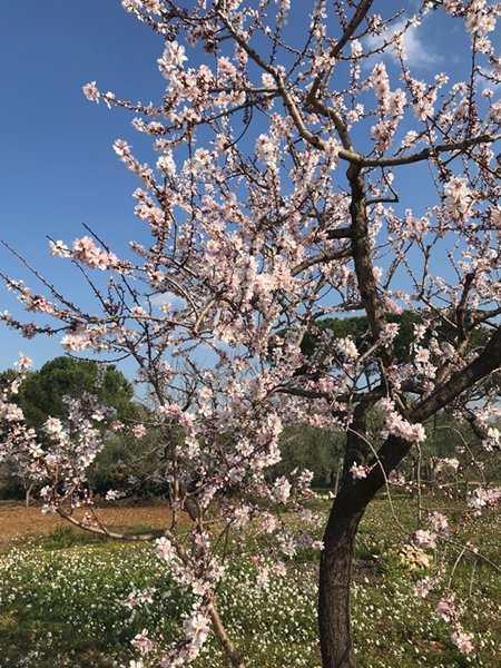 Puglia, mandorli in fiore e si schiudono le gemme di pesche e albicocche