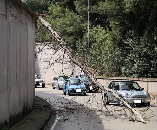 Albero VialeMAgnaGrecia 31Marzo2018.JPG