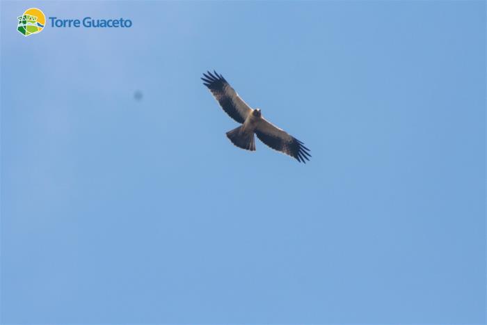 aquila torre guaceto