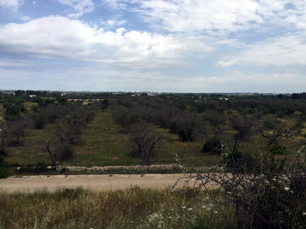 xylella gallipoli primo focolaio