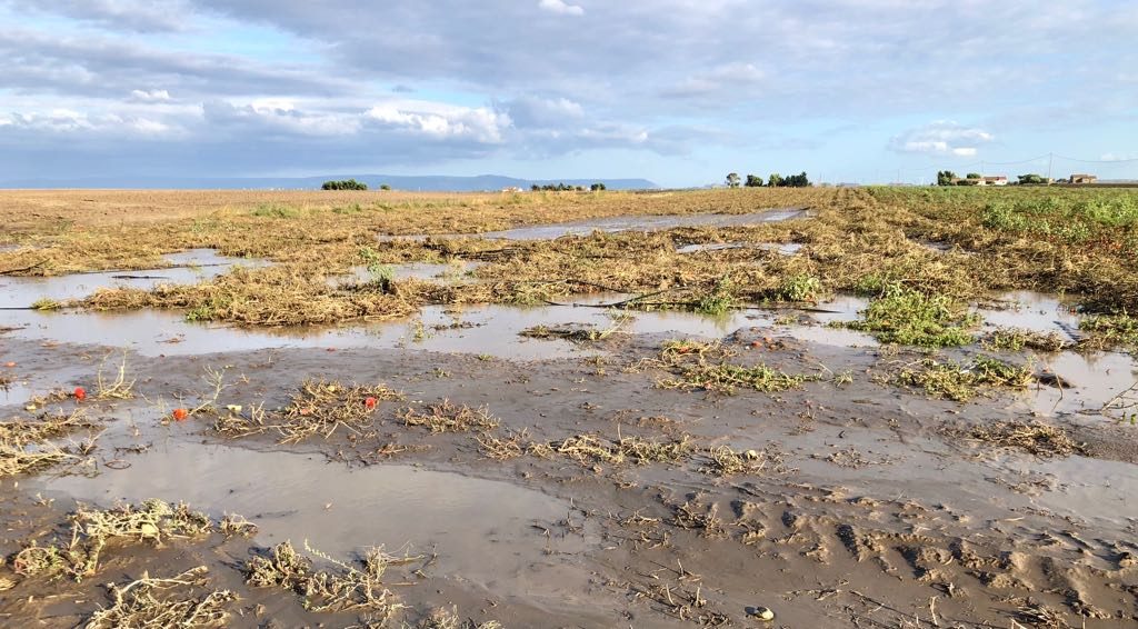 Campi pomodoro Lesina