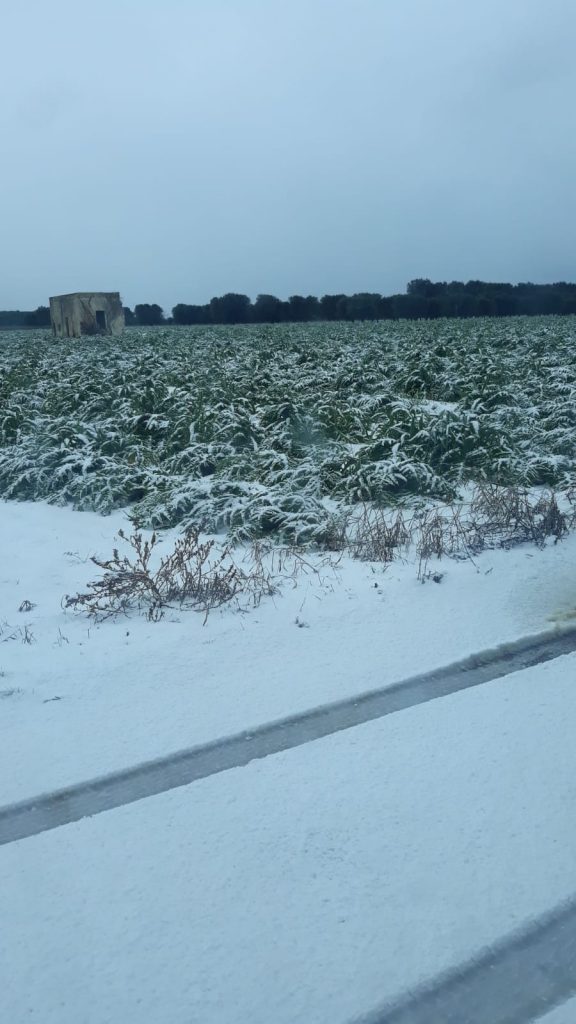 Neve e gelo su carciofi