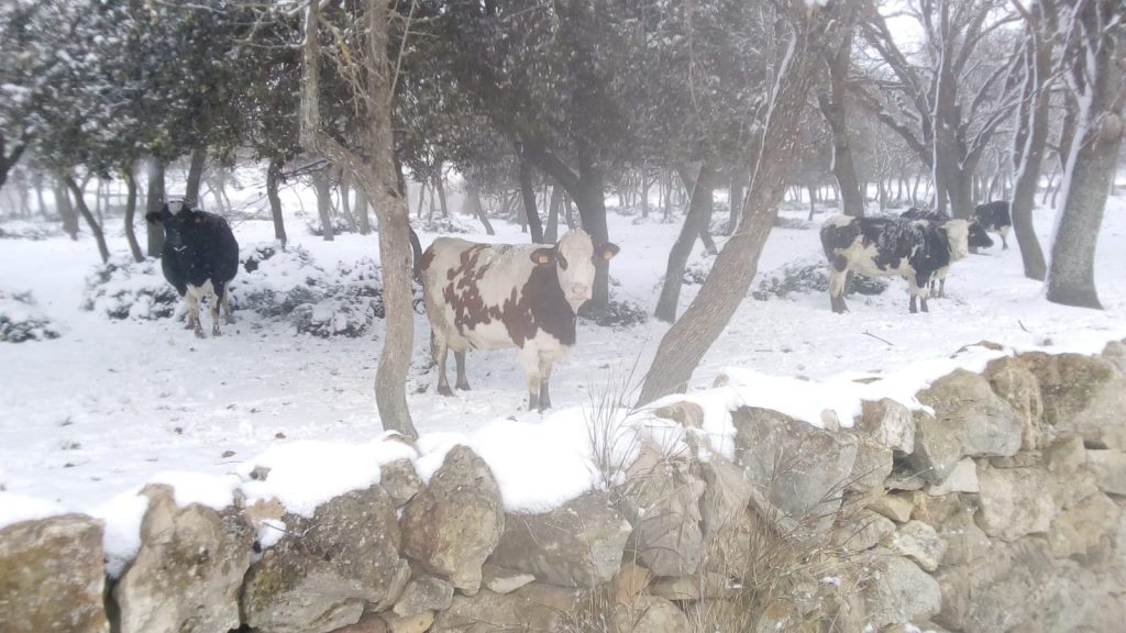 azienda Mottola neve 2019.JPG