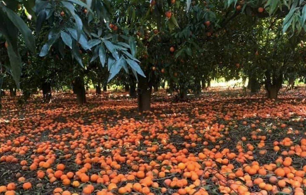 AGRUMI PER TERRA A MARCIRE