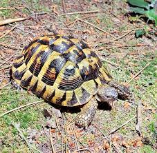 Testudo hermanni