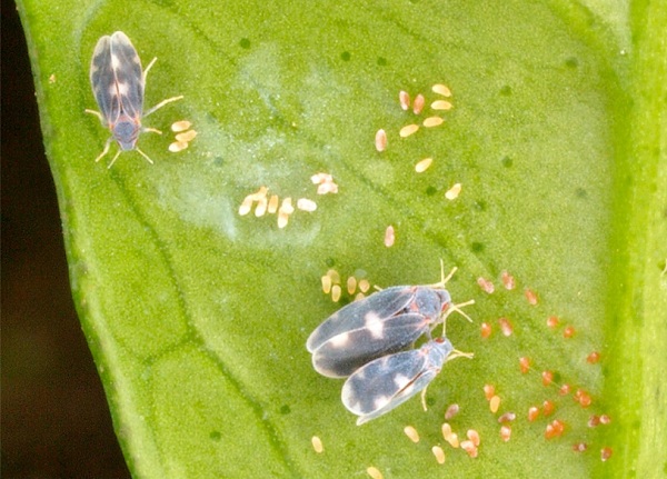 aleurocanthus spiniferus