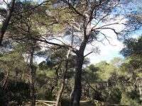 pineta regina