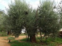 Olivo