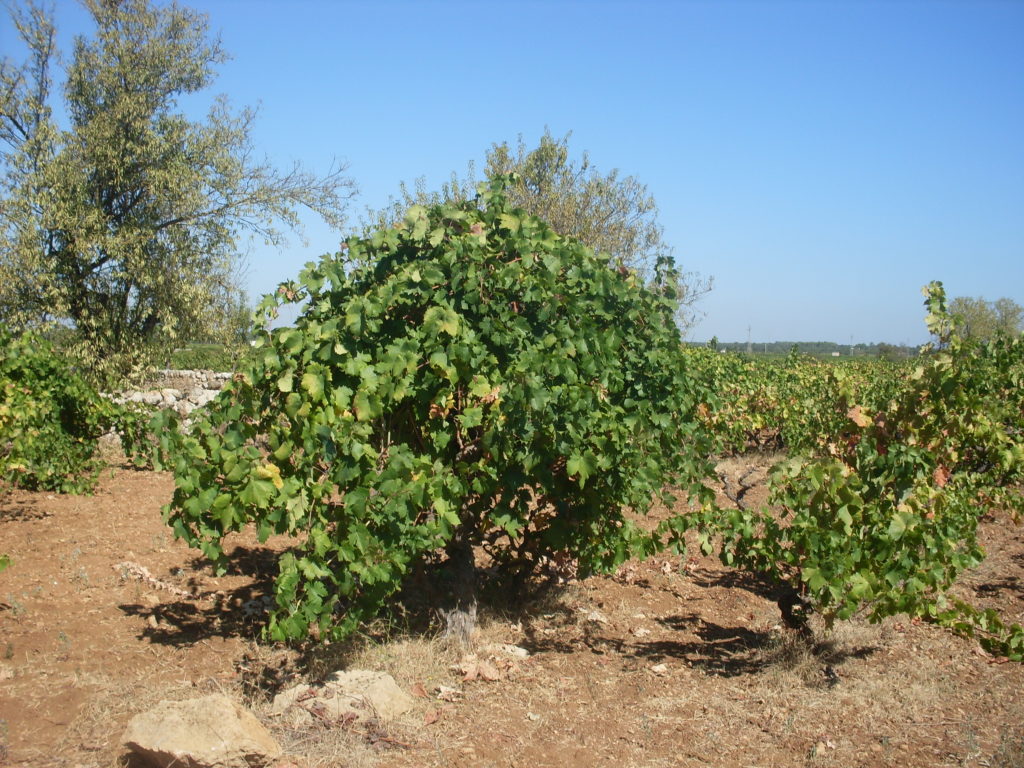 SDC12606.JPG